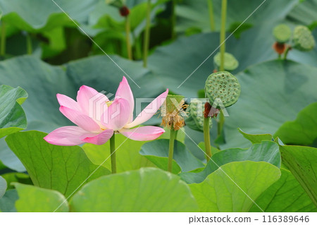 Lotus flowers in the Lotus Pond at Mizumoto Park, late June to July, Katsushika Ward, Tokyo 116389646