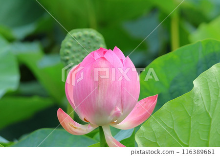 東京葛飾區都立水本公園「蓮花池」的蓮花，6月下旬至7月 116389661