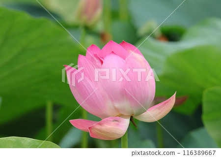 東京葛飾區都立水本公園「蓮花池」的蓮花，6月下旬至7月 116389667