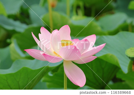 Lotus flowers in the Lotus Pond at Mizumoto Park, late June to July, Katsushika Ward, Tokyo 116389668