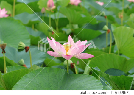 Lotus flowers in the Lotus Pond at Mizumoto Park, late June to July, Katsushika Ward, Tokyo Lotus flowers in the Lotus Pond at Mizumoto Park, late June to July, Katsushika Ward, Tokyo 116389673