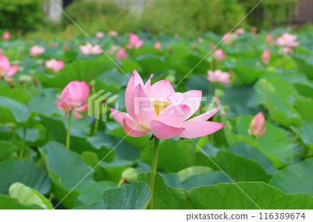 Lotus flowers in the Lotus Pond at Mizumoto Park, late June to July, Katsushika Ward, Tokyo Lotus flowers in the Lotus Pond at Mizumoto Park, late June to July, Katsushika Ward, Tokyo 116389674