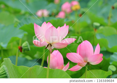 Lotus flowers in the Lotus Pond at Mizumoto Park, late June to July, Katsushika Ward, Tokyo Lotus flowers in the Lotus Pond at Mizumoto Park, late June to July, Katsushika Ward, Tokyo 116389684