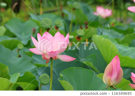 東京葛飾區都立水本公園「蓮花池」的蓮花，6月下旬至7月 116389695