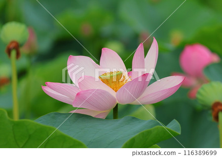 Lotus flowers in the Lotus Pond at Mizumoto Park, late June to July, Katsushika Ward, Tokyo 116389699
