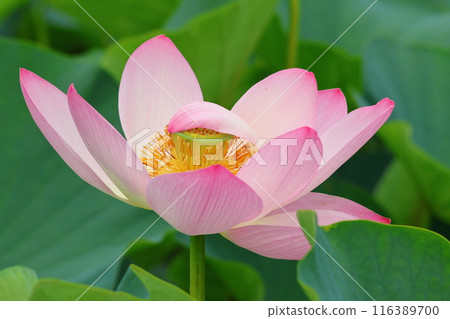 東京葛飾區都立水本公園「蓮花池」的蓮花，6月下旬至7月 116389700