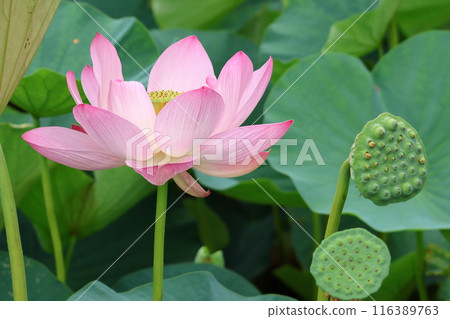 Lotus flowers in the Lotus Pond at Mizumoto Park, late June to July, Katsushika Ward, Tokyo 116389763