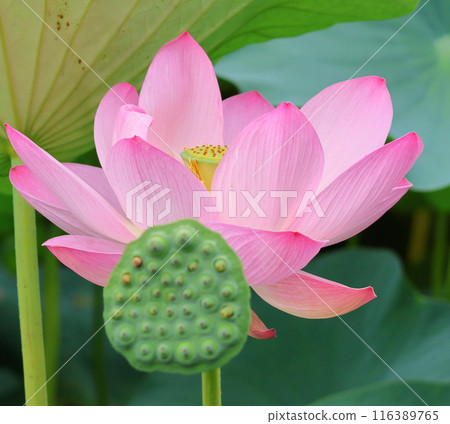 Lotus flowers in the Lotus Pond at Mizumoto Park, late June to July, Katsushika Ward, Tokyo 116389765