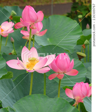 東京葛飾區都立水本公園「蓮花池」的蓮花,6月下旬至7月 東京葛飾區都立水本公園「蓮花池」的蓮花,6月下旬至7月 116389767