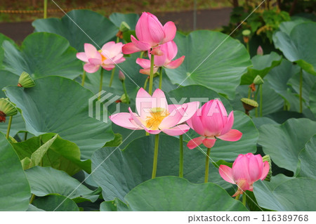 東京葛飾區都立水本公園「蓮花池」的蓮花,6月下旬至7月 東京葛飾區都立水本公園「蓮花池」的蓮花,6月下旬至7月 116389768