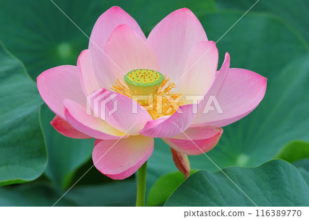 東京葛飾區都立水本公園「蓮花池」的蓮花，6月下旬至7月 116389770