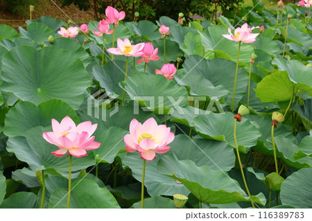 東京葛飾區都立水本公園「蓮花池」的蓮花，6月下旬至7月 116389783