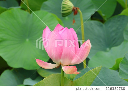 東京葛飾區都立水本公園「蓮花池」的蓮花，6月下旬至7月 116389788