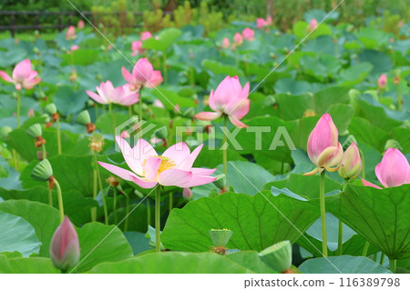 Lotus flowers in the Lotus Pond at Mizumoto Park, late June to July, Katsushika Ward, Tokyo Lotus flowers in the Lotus Pond at Mizumoto Park, late June to July, Katsushika Ward, Tokyo 116389798
