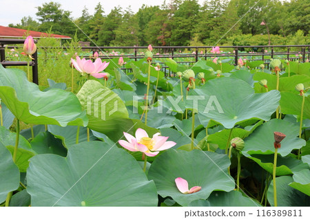 東京葛飾區都立水本公園「蓮花池」的蓮花,6月下旬至7月 東京葛飾區都立水本公園「蓮花池」的蓮花,6月下旬至7月 116389811