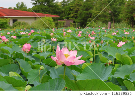 東京葛飾區都立水本公園「蓮花池」的蓮花，6月下旬至7月 116389825