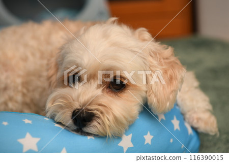 A cute small dog Maltipoo staring relaxed A cute small dog Maltipoo staring relaxed 116390015