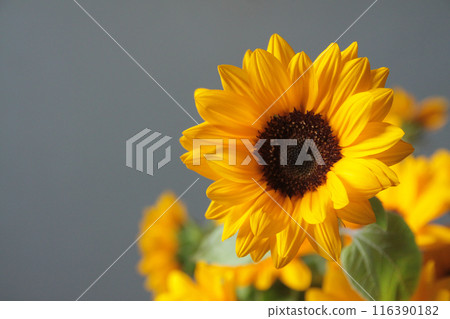 夏天花向日葵 夏天花向日葵 116390182