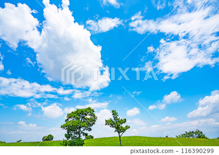 Summer blue sky and meadow 116390299