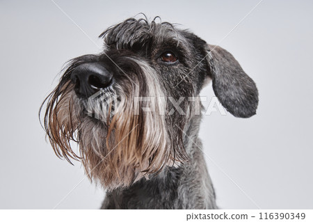 Close up of adult silver schnauzer dog with cute beard looking at camera with one eye isolated in studio on white background Close up of adult silver schnauzer dog with cute beard looking at camera with one eye isolated in studio on white background 116390349