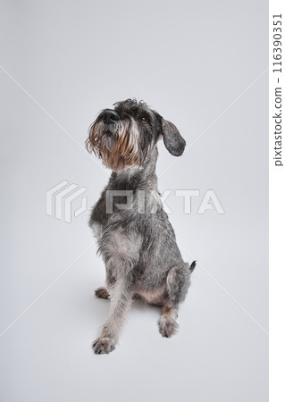Full shot of purebred silver schnauzer dog obedience training isolated in studio on white background, copy space 116390351