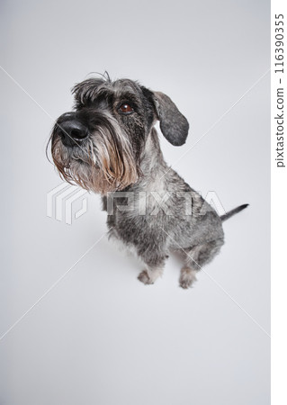 Fisheye shot of purebred salt-and-pepper schnauzer dog performing sit command looking at camera with one eye isolated in studio on white background Fisheye shot of purebred salt-and-pepper schnauzer dog performing sit command looking at camera with one eye isolated in studio on white background 116390355