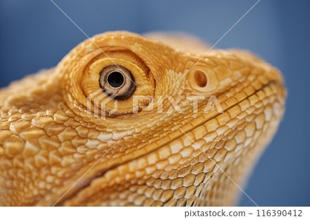 Side view extreme close up of bearded dragon of bright yellow color with open eye and 116390412