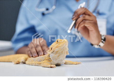 Yellow lizard lying on table and female vet expert of Black ethnicity examining bearded dragons eye using medical penlight to check reaction of pupils to light in clinic, focus on head, copy space 116390420