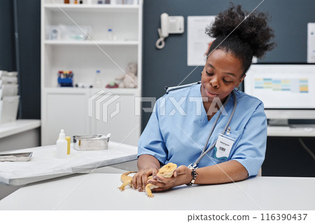 Portrait of female veterinarian with stethoscope examining bearded dragon sitting at table in modern clinic, copy space 116390437