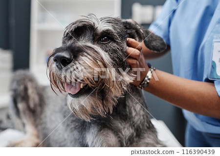 Close up of sick salt-and-pepper schnauzer dog with tongue hanging out while getting medical treatment in modern clinic Close up of sick salt-and-pepper schnauzer dog with tongue hanging out while getting medical treatment in modern clinic 116390439