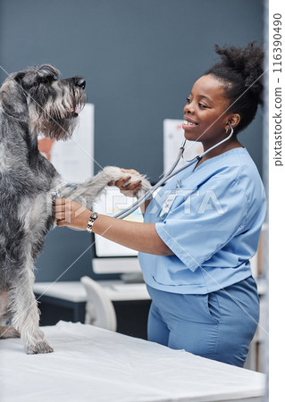 Vertical medium full shot of female vet doctor in blue uniform listening to silver schnauzers heartbeat with stethoscope while dog sitting on table giving paw in vet office, copy space Vertical medium full shot of female vet doctor in blue uniform listening to silver schnauzers heartbeat with stethoscope while dog sitting on table giving paw in vet office, copy space 116390490