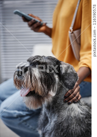 Vertical side view portrait of silver standard schnauzer dog with tongue hanging out and female African American pet owner using phone in vet clinic waiting room, copy space Vertical side view portrait of silver standard schnauzer dog with tongue hanging out and female African American pet owner using phone in vet clinic waiting room, copy space 116390578