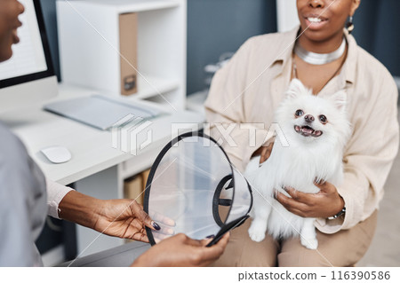 Shot of pomeranian dog ready to put on cone after medical treatment. Toy dog sitting on lap of unrecognizable female owner of African American ethnicity during veterinarian visit, copy space 116390586