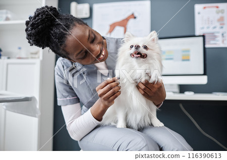 Image of happy white pomeranian dog sitting on lap of smiling female veterinarian of African American ethnicity after checkup in clinic Image of happy white pomeranian dog sitting on lap of smiling female veterinarian of African American ethnicity after checkup in clinic 116390613