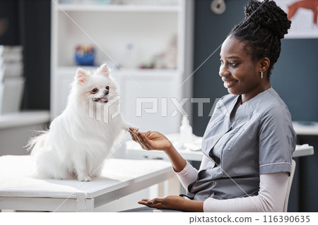 Full length shot of happy trained pomeranian dog sitting on examination table giving paw to young African American ethnicity female veterinarian in vet clinic, copy space Full length shot of happy trained pomeranian dog sitting on examination table giving paw to young African American ethnicity female veterinarian in vet clinic, copy space 116390635