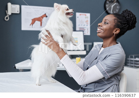 Side view shot of female African American vet expert smiling and holding playful white pomeranian dog. Happy toy pom recovered from illness standing on hind legs 116390637