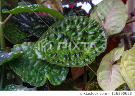 Flower leaf of Begonia Melanobulata. Green decorative indoor flower. Leaf with thorns. Texture. Natural background. 116390638