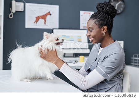 Side view shot of young female veterinarian of African American ethnicity in gray scrubs smiling and cuddling with pomeranian dog on examination table during medical checkup in clinic, copy space 116390639