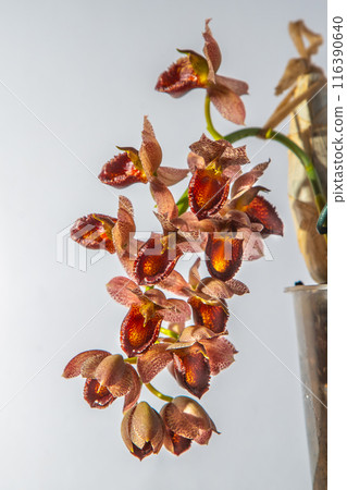 Beautiful orchid flower. Catasetum tupa variety. Branch peduncle with buds. A rare species of spotted orchid. Brown red flowering plant. Floriculture. 116390640