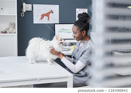 Side view portrait female vet expert of African American ethnicity in gray uniform kindly smiling while performing routine physical examination on white Spitz dog in veterinary clinic, copy space 116390641