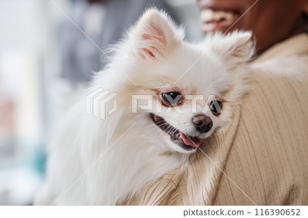 Close up of white pomeranian dog with cute little snout on hands of her female owner after physical examination in veterinary clinic, focus on dogs sad eyes, copy space 116390652