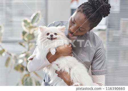 Medium shot of female African American veterinarian with white pomeranian dog on hands caressing pet and pouting lips in cute manner, copy space Medium shot of female African American veterinarian with white pomeranian dog on hands caressing pet and pouting lips in cute manner, copy space 116390660