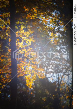 Close up of beech leaves in autumntime with beautiful sunlight Close up of beech leaves in autumntime with beautiful sunlight 116390662