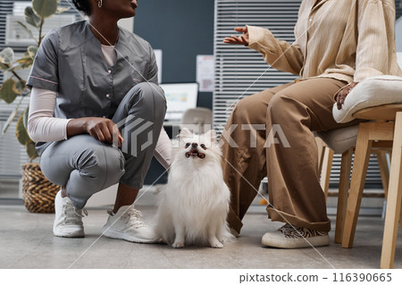 Full length shot of cute white pomeranian dog sitting on floor in vet clinic with owner talking to female African American veterinarian Full length shot of cute white pomeranian dog sitting on floor in vet clinic with owner talking to female African American veterinarian 116390665