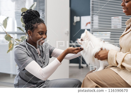 Happy female African American vet expert with stethoscope meeting adorable pomeranian dog on owners hands right before physical examination in vet clinic waiting room, copy space Happy female African American vet expert with stethoscope meeting adorable pomeranian dog on owners hands right before physical examination in vet clinic waiting room, copy space 116390670