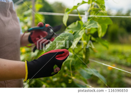 European senior 50s 60s woman in an orange apron is harvesting cucumbers in her garden. European senior 50s 60s woman in an orange apron is harvesting cucumbers in her garden. 116390850
