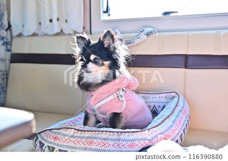 Traveling in a camper with my dog, a long coat Chihuahua 116390880