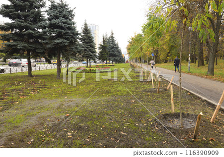 Planted trees after greening in the Kyiv Polytechnic Institute park. Kyiv, Ukraine Planted trees after greening in the Kyiv Polytechnic Institute park. Kyiv, Ukraine 116390909