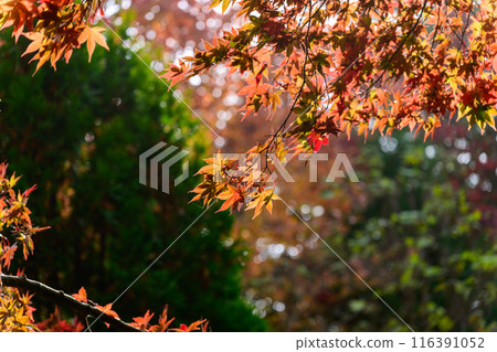 改變葉子的Momiji 改變葉子的Momiji 116391052
