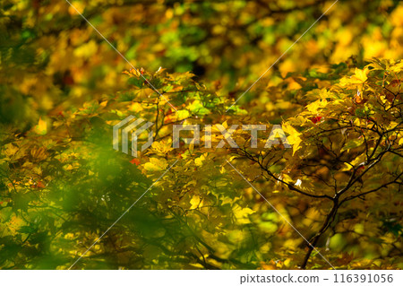 秋葉的另一面 116391056